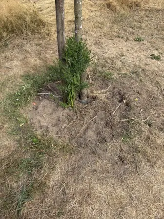 Foto treephoto-icspr9m47if8gbvdzbga2z8p.jpeg
