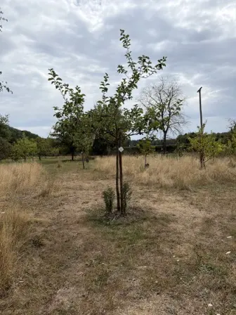Foto treephoto-mzaclo69tt797m8lyya5o7q6.jpeg