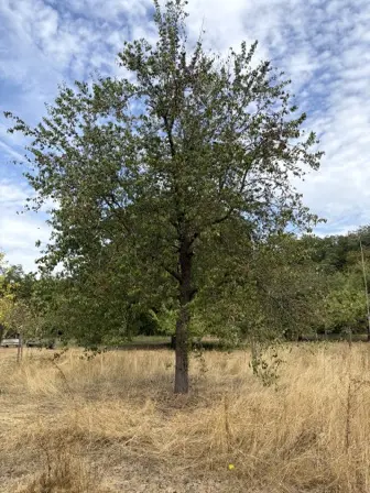 Foto treephoto-s4w7aoywq9hj0o2758u97rau.jpeg