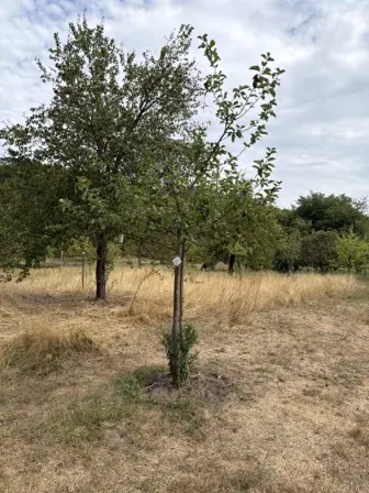 Foto treephoto-tkqhekkspucoksmbim83zh8j.jpeg