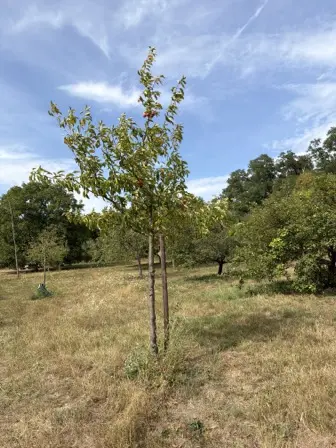Foto treephoto-elxny7yoltavqefzdc8hd2ex.jpeg
