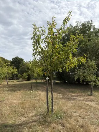 Foto treephoto-g37s1ca7reidri5jk52y4cg3.jpeg