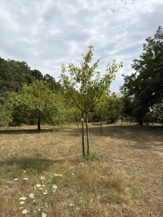 Foto treephoto-ocbqd3rc5x8v00iiz1nfomed.jpeg