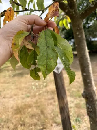 Foto treephoto-pjffoin1c0rmv1uk1qavz88k.jpeg