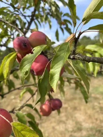 Foto treephoto-viflr9habgne4uyn7xxrkfov.jpeg