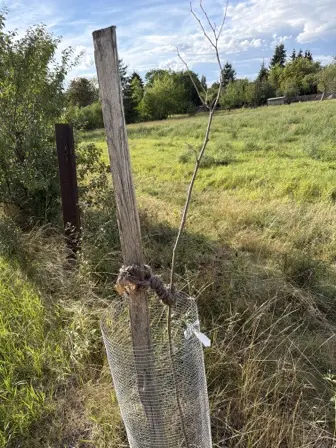 Foto treephoto-f22pch63xsx50j7byw9fmttt.jpeg