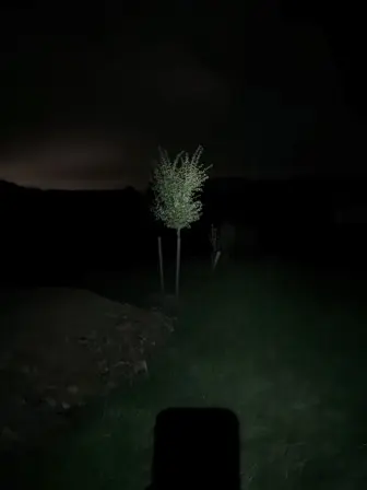 Foto treephoto-e9e0fp5b3ewiwhjj38bew0qg.jpeg