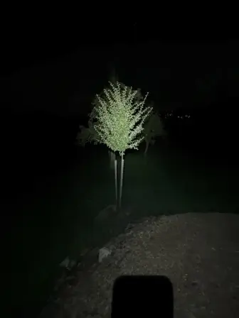 Foto treephoto-squsz8offoafyuihttvdcbxb.jpeg