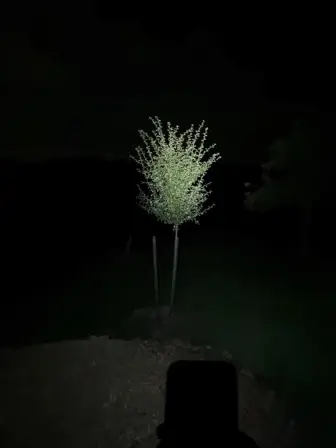 Foto treephoto-w2y8isu9jmzqe8w0y8eli23s.jpeg