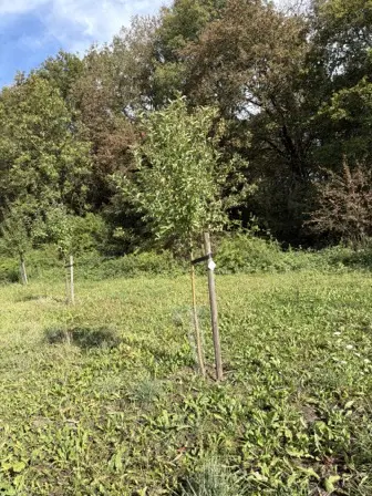 Foto treephoto-nijrgxa216ry9b7i625qjgoe.jpeg
