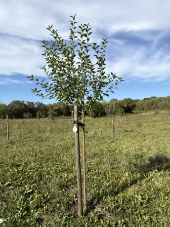 Foto treephoto-wy08f9djarsbi4ctm7nfvr33.jpeg