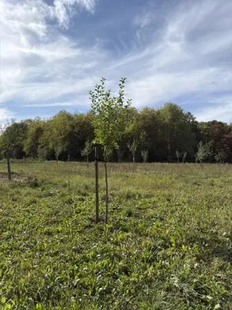 Foto treephoto-y3dliajagszeyi9wewzuqyz1.jpeg