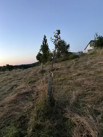 Foto treephoto-cqk8kjgp1hwj0jmpncwh9o89.jpeg
