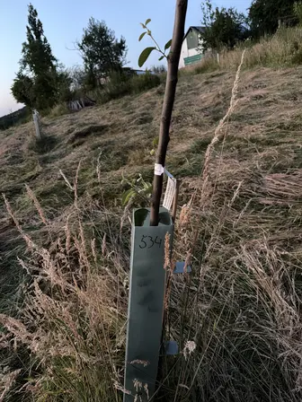 Foto treephoto-hfj6fs3ry32b9cg5he00q0nq.jpeg