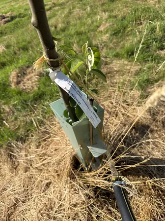 Foto treephoto-k3rpdgnmwi513whujfwhl5tl.jpeg