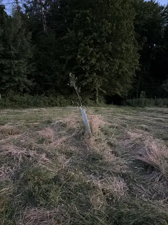 Foto treephoto-lexdplz33fvgxks98jtfkldl.jpeg