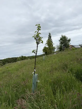 Foto treephoto-qwe7m2qmpim6zg8rim9hxesx.jpeg
