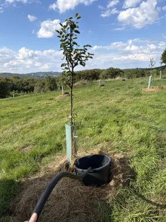 Foto treephoto-u5bfybsyoeoag9we8jpv8nhs.jpeg