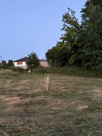 Foto treephoto-wa9jdneijkr5c5knxu9til3v.jpeg