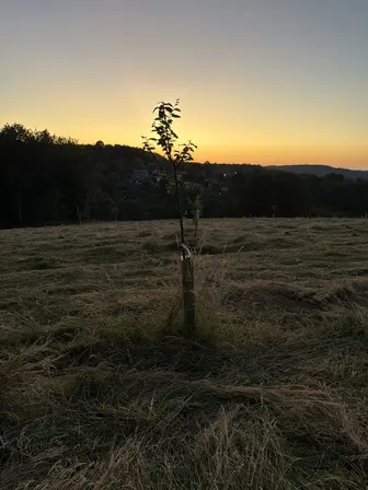 Foto treephoto-zfr0q03rs0m1wpz0wcy4t8xp.jpeg