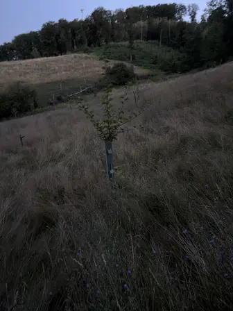 Foto treephoto-c3lesv32v0dvi5nto49owbnd.jpeg