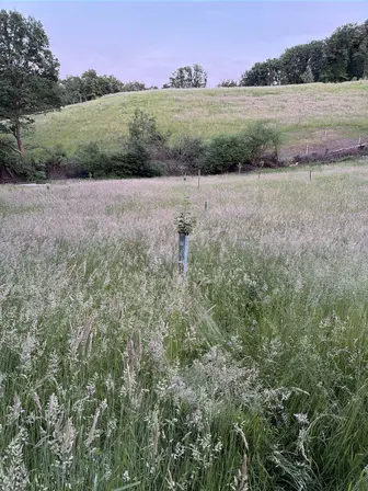 Foto treephoto-hod2cy0qyltib0dkfxlbj46f.jpeg