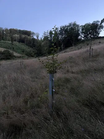 Foto treephoto-mu5b3vads5u4l3u0uvhpifxn.jpeg