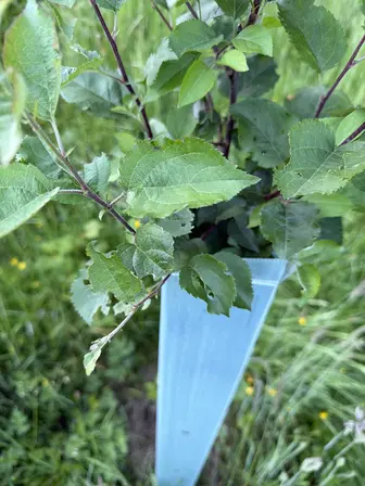 Foto treephoto-q48514byqpu0r9p0auszcvgv.jpeg