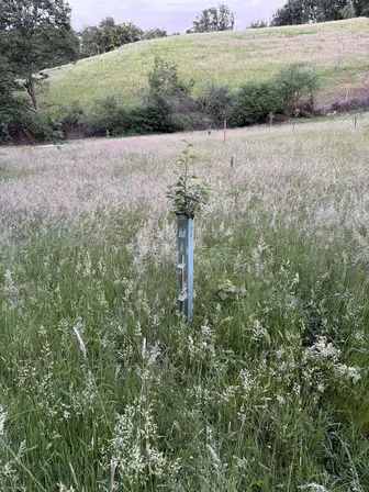 Foto treephoto-qsv8t755ltxq9l3bvj5uy718.jpeg