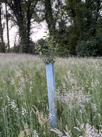 Foto treephoto-vln0m8qrbq80gk9jmpdf9l4i.jpeg