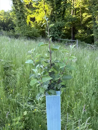 Foto treephoto-zuviahfu73jk5xr1u1xilcwf.jpeg