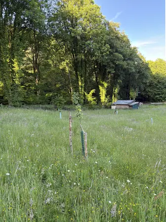 Foto treephoto-fplzxrfzbz0k04o32l53evg1.jpeg