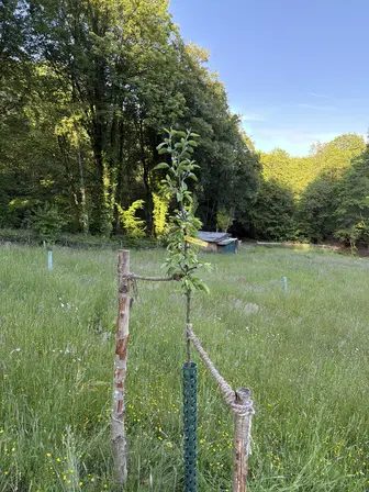 Foto treephoto-o1mm1tm2i510ra4uvkj3ufpy.jpeg