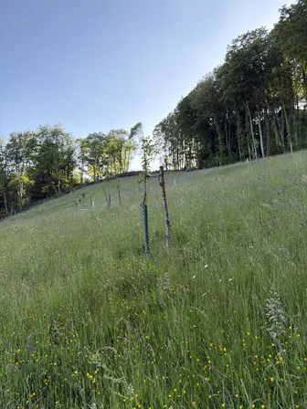 Foto treephoto-p1z3lc4yg4s77eovmwzkbj5e.jpeg