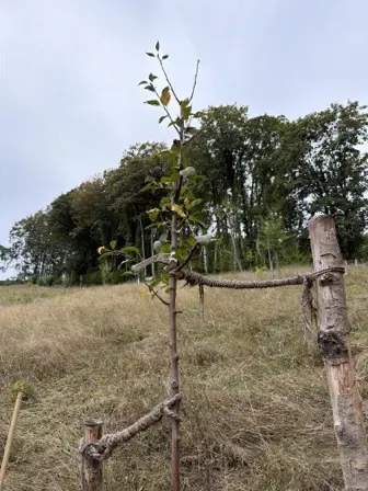 Foto treephoto-q08t5ctjwu7ixqxm4vuh0gny.jpeg