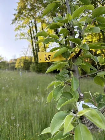 Foto treephoto-qcxc49rtrk0ksj2r2gudtw9l.jpeg