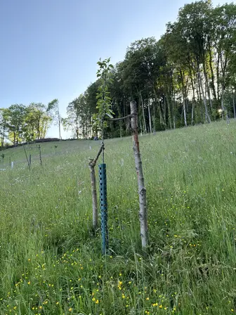 Foto treephoto-tzro1qdnxd7v47ley93mwx5g.jpeg