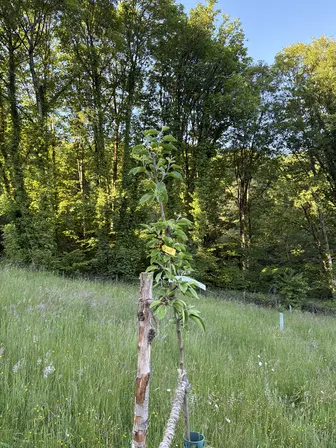 Foto treephoto-zpt6iqwsb5i6uq0q5dm1fhgd.jpeg