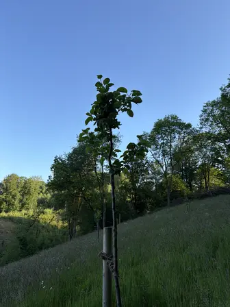 Foto treephoto-b42rsw1rxdvue2f9jy8a2ndg.jpeg
