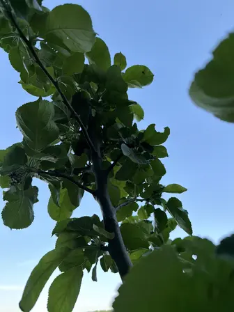 Foto treephoto-bwri5tpn54el03el86t6ff2z.jpeg