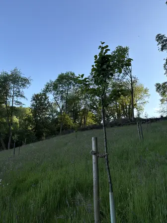 Foto treephoto-cc9g6hmfrz96ea1fpam897n8.jpeg