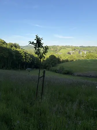 Foto treephoto-e4hpngj16axnk7jqpuct8c1v.jpeg