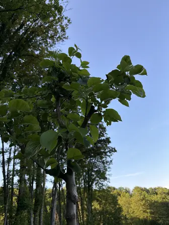 Foto treephoto-eiw6cyj2ww5etq33me6zuqgc.jpeg