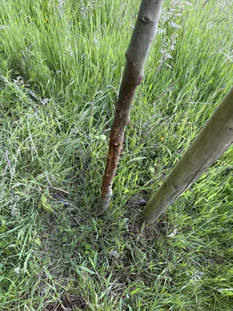 Foto treephoto-khxytjt9kiolar8m71hl5c2t.jpeg