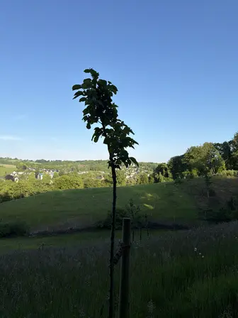Foto treephoto-t4i57ni0yrxzcr9ibfoo1kws.jpeg