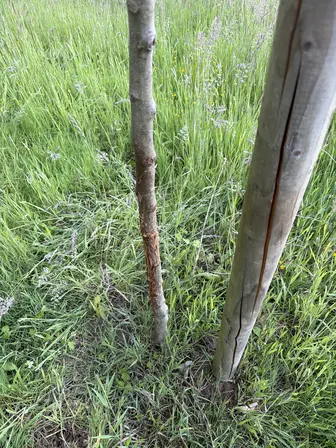 Foto treephoto-tofvq0f07qjvie98h3vuzp92.jpeg