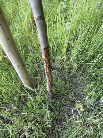 Foto treephoto-vztzzwbimtwwrt036nw0mf97.jpeg