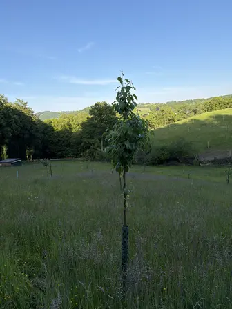 Foto treephoto-b45uj1cq1wc66iwp9nd6yfka.jpeg