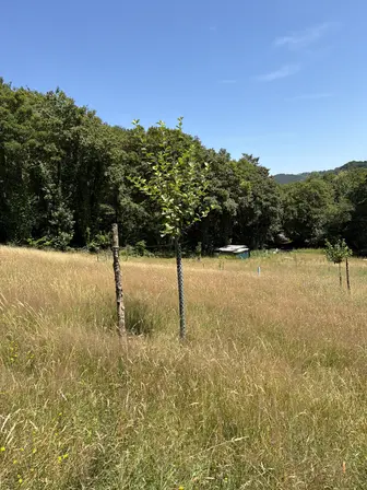 Foto treephoto-cruno2d1dy59wjfi6owiuu2y.jpeg