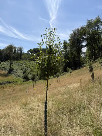 Foto treephoto-e0y3aq5hrplm9ackfa1uyz07.jpeg